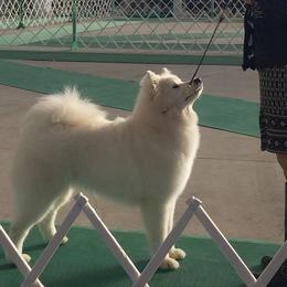 Samoyed All Grown Up from Cirque D' Samz