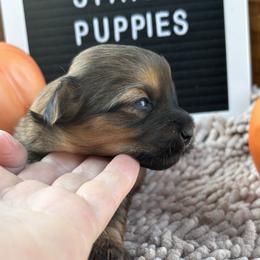 Opie - Brindle male Shorkie puppy in Charleston, West Virginia from Mountain State Puppies