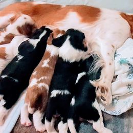 Cavalier King Charles Spaniel Puppies from Angels and Nobility Cavaliers