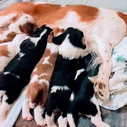 Cavalier King Charles Spaniel Puppies from Angels and Nobility Cavaliers