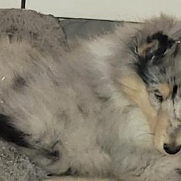 Collies and Pembroke Welsh Corgis from Dunnideer Farm