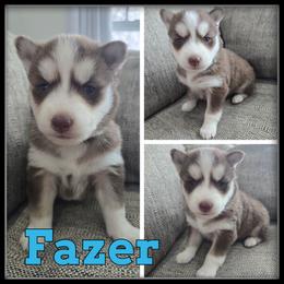 Fazer - Red and white male Siberian Husky puppy in Wheeler, Michigan from Haase Family Kennels