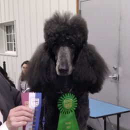 Poodles from Applelane Standard Poodles