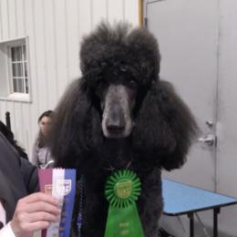 Poodles from Applelane Standard Poodles