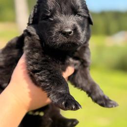 Pat Benatar - Black female Newfoundland puppy in Tully, New York from Bear Paw Newfoundlands