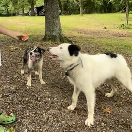 Border Collie Puppies from Aloha Border Collies