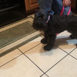 ULYA - Miniature Schnauzer