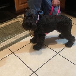 ULYA - Miniature Schnauzer