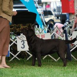 Labrador Retrievers from Lynn Pannicke's Labrador Retrievers