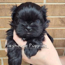 Princess Peach - Black female Shih Tzu puppy in Lebanon, Missouri from Playhouse Puppies