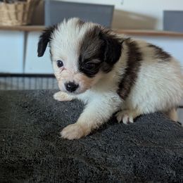 Sweet boy - White black and tan male Papillon puppy in Joshua, Texas from Summertime Kennels