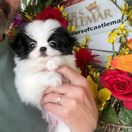 Boy 1 - Black and white male Japanese Chin puppy in Rapid City, South Dakota from Sakura Japanese Chin