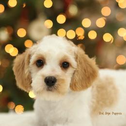 Cinnamon - Blenheim male Cavapoo puppy in Republic, Missouri from Red Skye Puppies