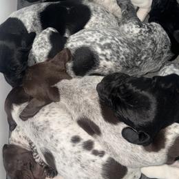 German Shorthaired Pointer Puppies from Red Hills GSPs