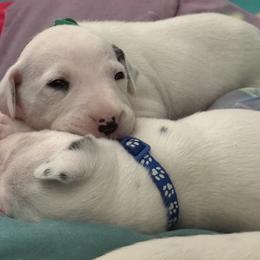 Ghost - White and black male Dalmatian puppy in Hastings, Florida from Love My Spotty Dalmatians