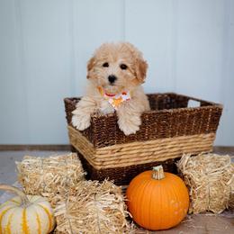 Rooster - Red  male Goldendoodle puppy in Boise, Idaho from Goldendoodle Baby