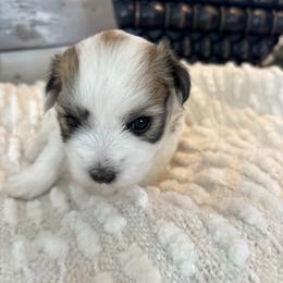Wyllow - Tri-color female Coton de Tulear puppy in Freeport, Texas from H❤️PE COTONS