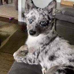 Pomsky Puppies from Wolfpack Pomskies