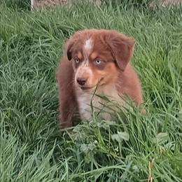Girl 2 - Red tri-color female Australian Shepherd puppy in Ontario, Oregon from Eagle Valley Australian Shepherds