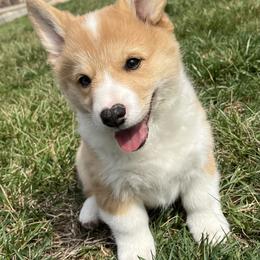 Jingle - White and red male Pembroke Welsh Corgi puppy in Rolla, Missouri from Chapman Corgis