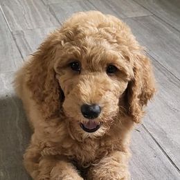 Goldendoodles and Poodles from Poodle Doodle World