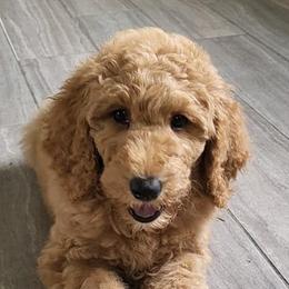 Goldendoodles and Poodles from Poodle Doodle World