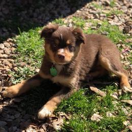 Miniature Australian Shepherd Puppies from Kuttin’ Up Mini Aussies