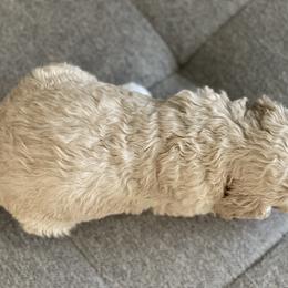 Poodle Puppies from Home of Doodles