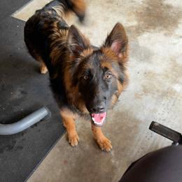 German Shepherd All Grown Up from Mächtiger Barkerheim German Shepherds