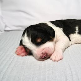 Logger - Tri-color male Bernedoodle puppy in Bowling Green, Ohio from Windy Creek Doodles