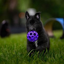Belgian Sheepdog Puppies from Sans Soleil