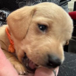 Orange collar - Cream female Dachshund puppy in Shawnee, Oklahoma from Magic Eagle Miniature Dachshunds
