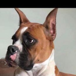 Yes - Boxer