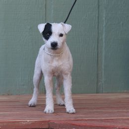Tonic - Jack Russell Terrier