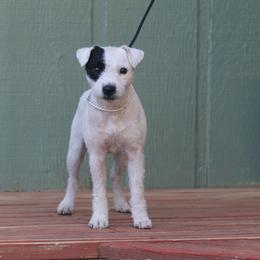 Tonic - Jack Russell Terrier