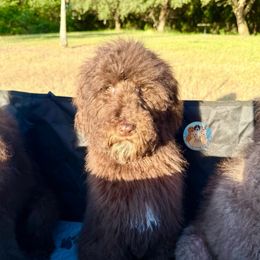 Godiva - Chocolate female Goldendoodle puppy in Southwest Ranches, Florida from Dandy Doodle Ranch