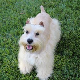 Mango - Miniature Schnauzer