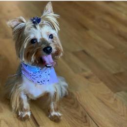 Mellona - Blue and gold female Yorkshire Terrier puppy in Queens, New York from The Dior Line