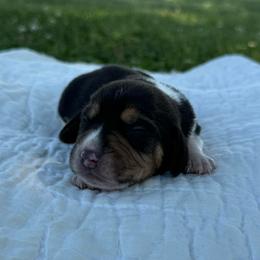 Donald - Black white and tan male Beagle puppy in Kinta, Oklahoma from Beaver Creek Kennels