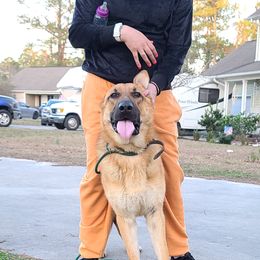 Geronimo - German Shepherd