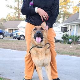 Geronimo - German Shepherd