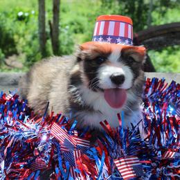 Gus Gus (2600) - Sable male Pembroke Welsh Corgi puppy in Valley, Washington from Corgis of the Mountain Valley