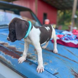 Green - Liver and white male German Shorthaired Pointer puppy in Ozark, Alabama from Judy Creek GSP's