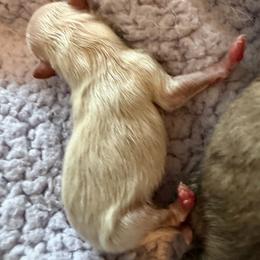 Girl 2- cream - Cream female Pomeranian puppy in Cheektowaga, New York from Luxe Legacy Pomeranians