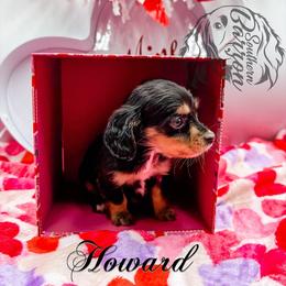 Howard - Black and cream male Dachshund puppy in Prairieville, Louisiana from Southern Barron Danes & Dachshunds