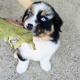 Black- full tail - Blue merle male Australian Shepherd puppy in Georgetown, California from Foothill Aussies