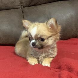 Chihuahua Puppies from Strawberry River Kennel