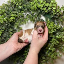 Lucas - Sable and white male Collie puppy in Chilhowie, Virginia from Jolly Collies & Kingdom Elite Yorkshire Terriers