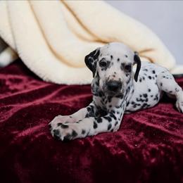 Mila - White and black female Dalmatian puppy in Adkins, Texas from Rock'N'Spark Dalmatians