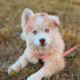 Magnolia - Merle female Pomsky puppy in Cleveland, Ohio from Lake Point Pomskies